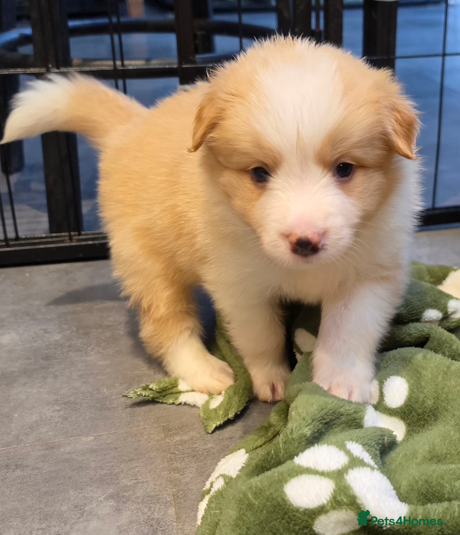 Border Collie dogs Beautiful EE-Red/Golden Long Haired Border Collies - Advert 2