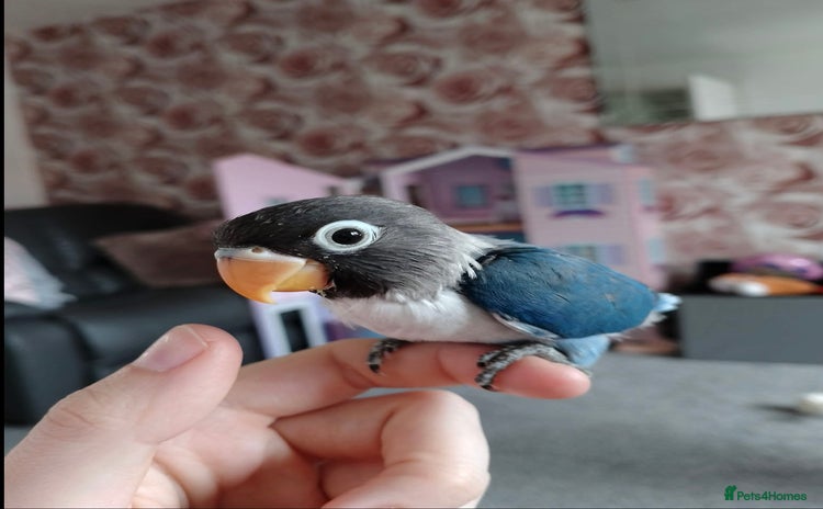 Lovebirds birds - Advert 4