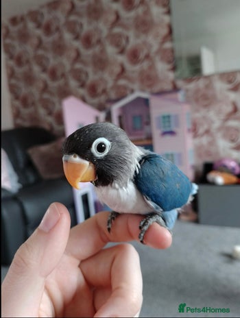 Lovebirds birds - Advert 4