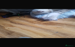 Ragdoll cats for sale: Half rag doll for sell  - Image 10