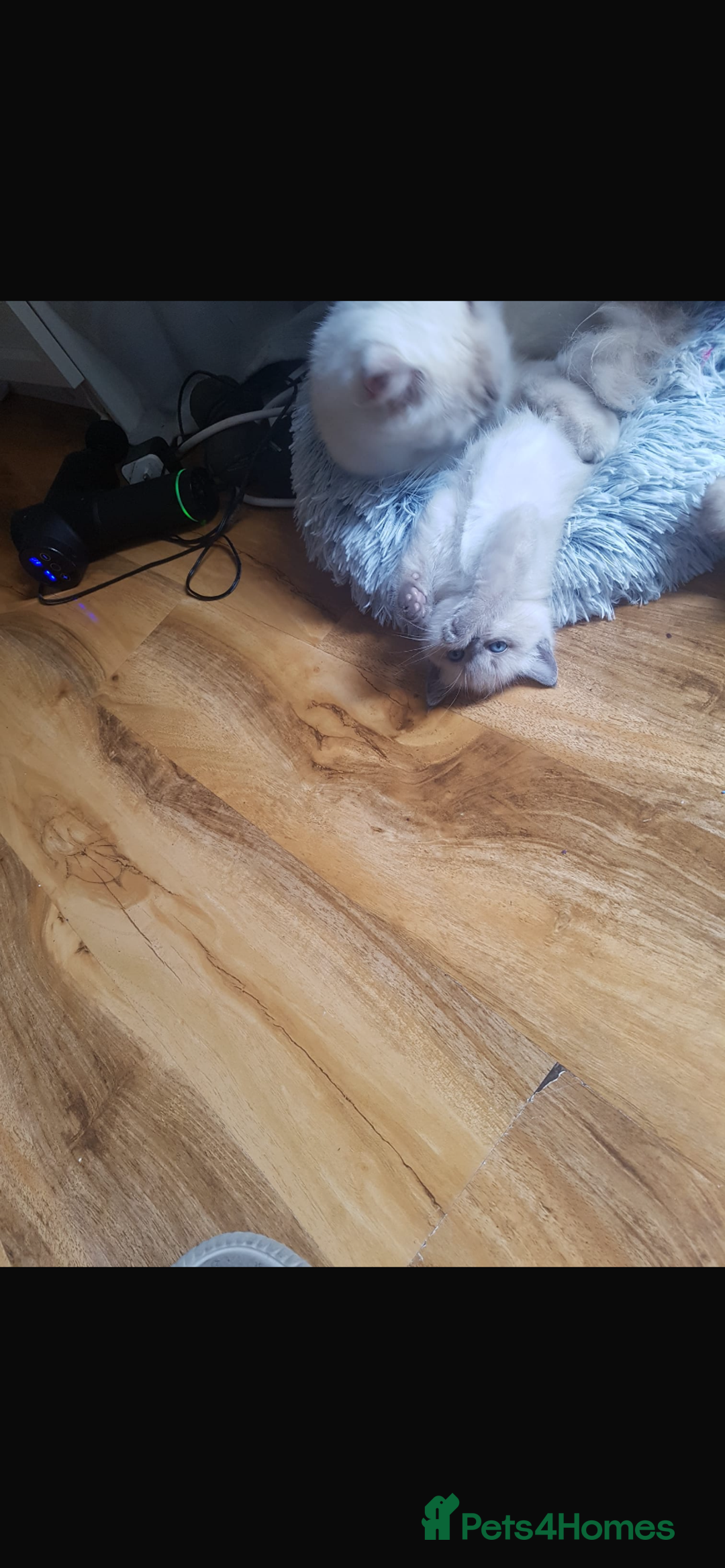 Ragdoll cats for sale: Half rag doll for sell  - Image 10
