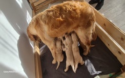 Golden Retriever dogs for sale: Golden retriever puppies - Image 30