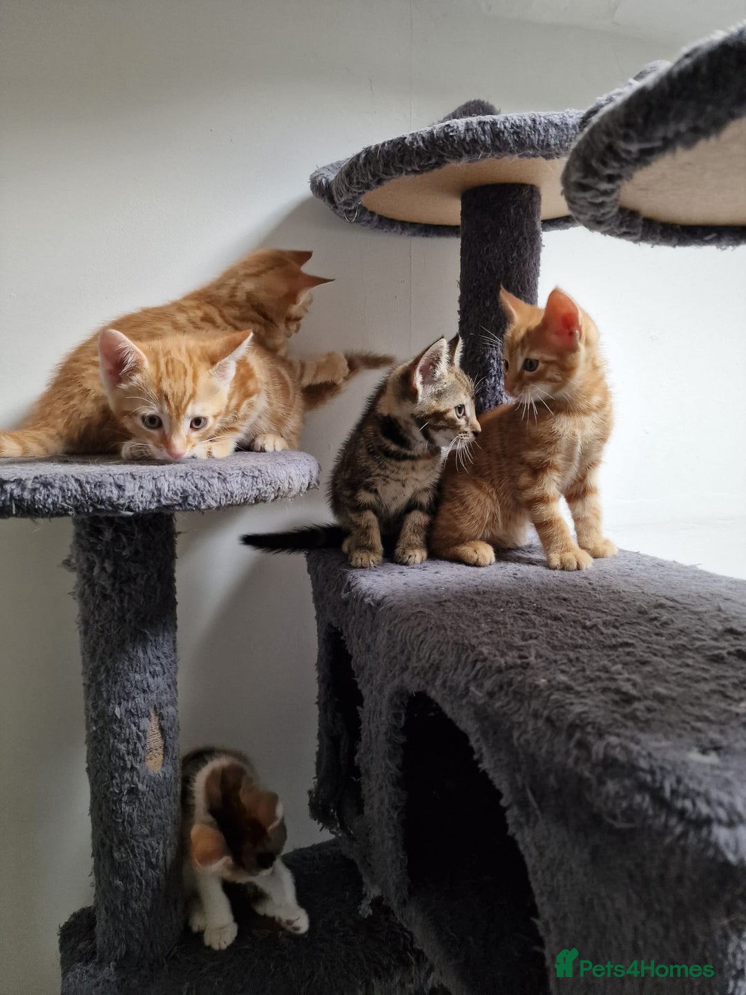 Mixed Breed cats for sale: 2 Ginger Boys, 1 Tabby Girl. Donate to charity - Image 30