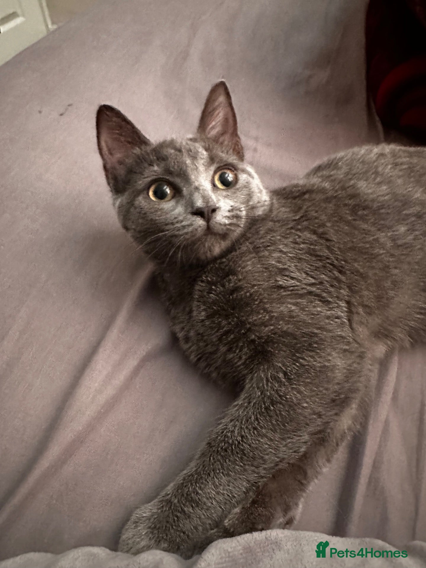 Mixed Breed cats for sale: British shorthair  - Advert 12