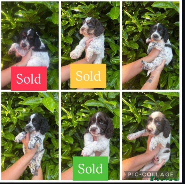 Mixed Breed dogs Sproodle Puppys for sale  - Advert 1