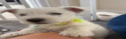 West Highland Terrier dogs for sale: KC WestHighland White Pups - READY NOW - Advert 4
