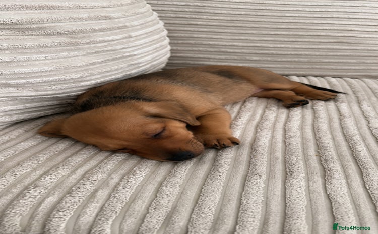 Mixed Breed dogs - Advert 1