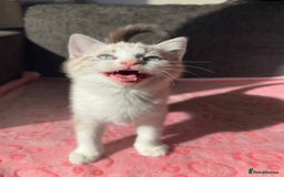 Maine Coon cats for sale: Gorgeous RARE Maine coon X Siamese Kitty 🩷 - Image 4