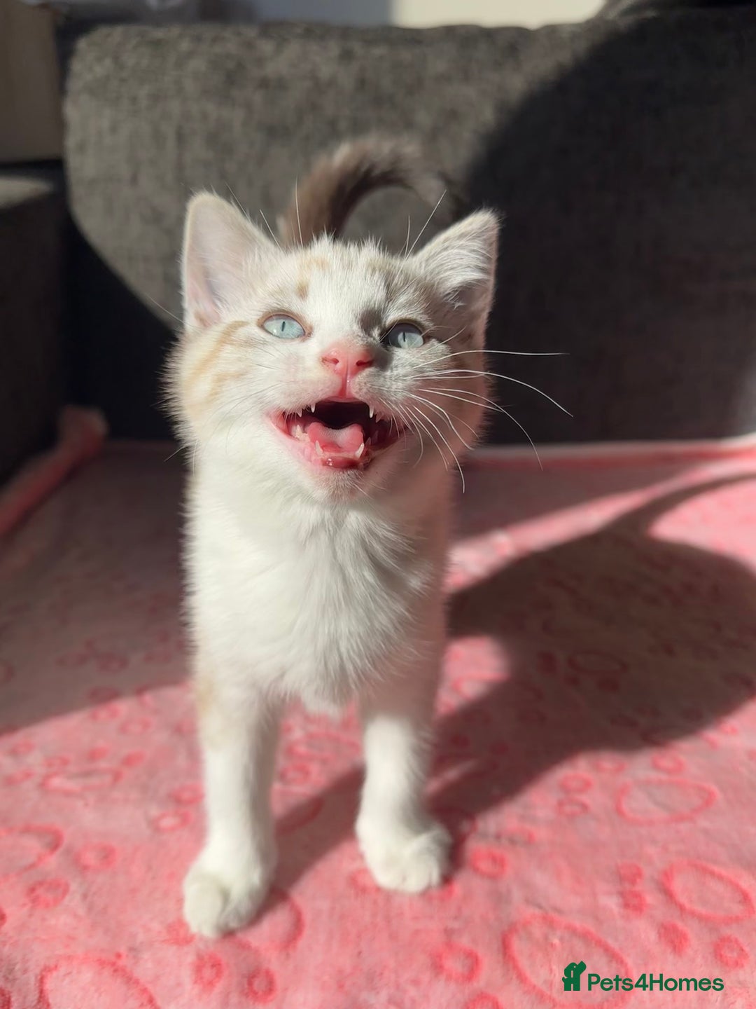 Maine Coon cats for sale: Gorgeous RARE Maine coon X Siamese Kitty 🩷 - Image 4