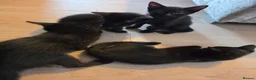 Mixed Breed cats for sale: 5 black fluffy kittens for sale - Advert 2
