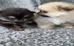 Pomeranian dogs for sale: Stunning litter merl Pomeranian - Image 18