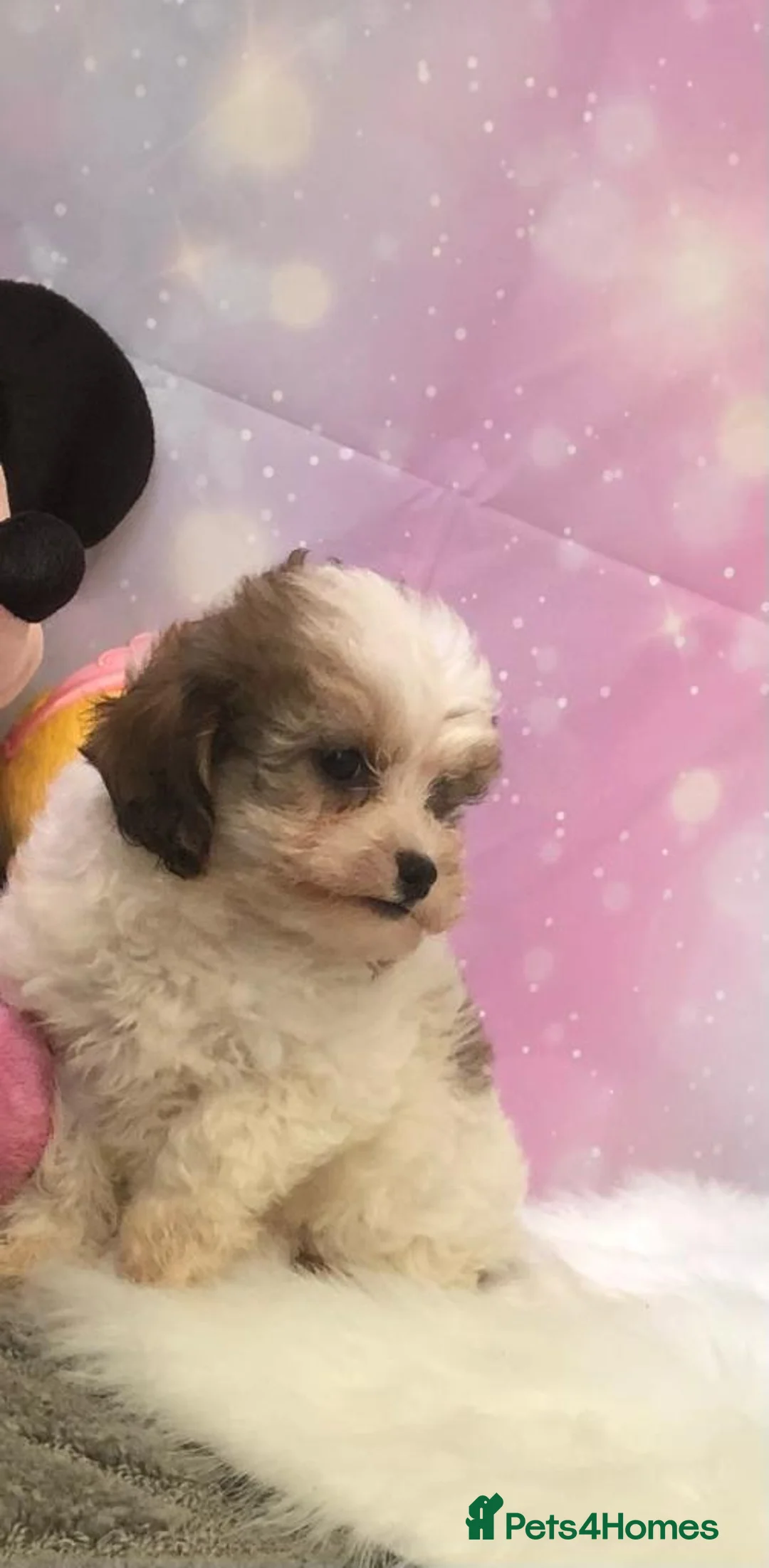 Toy Poodle dogs for stud: Toy poodle available for stud  in Rowlands Gill - Advert 6