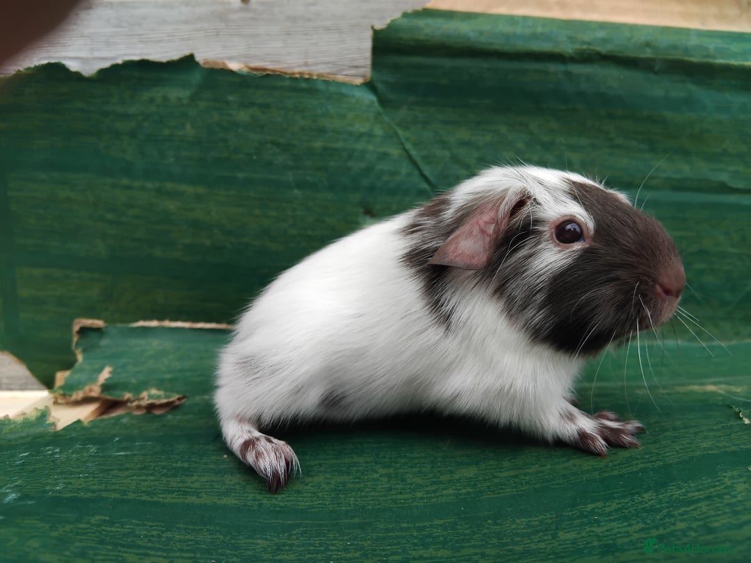 Guinea Pig rodents for sale: Baby Sows. Swiss, Self and Dalmation. - Image 12