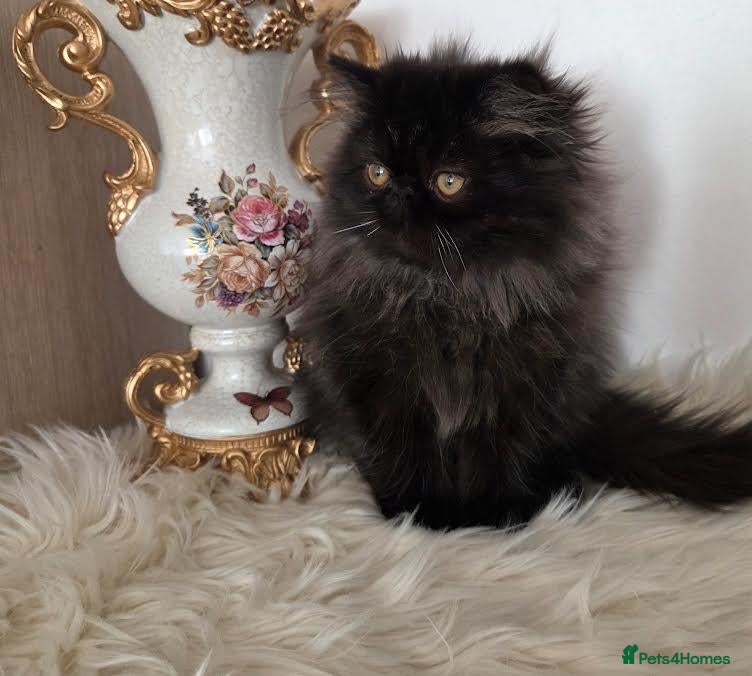 Persian cats Persian Kittens - Advert 1