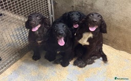Sprocker dogs for sale: **Beautiful Sprocker Spaniel puppies ** - Image 1
