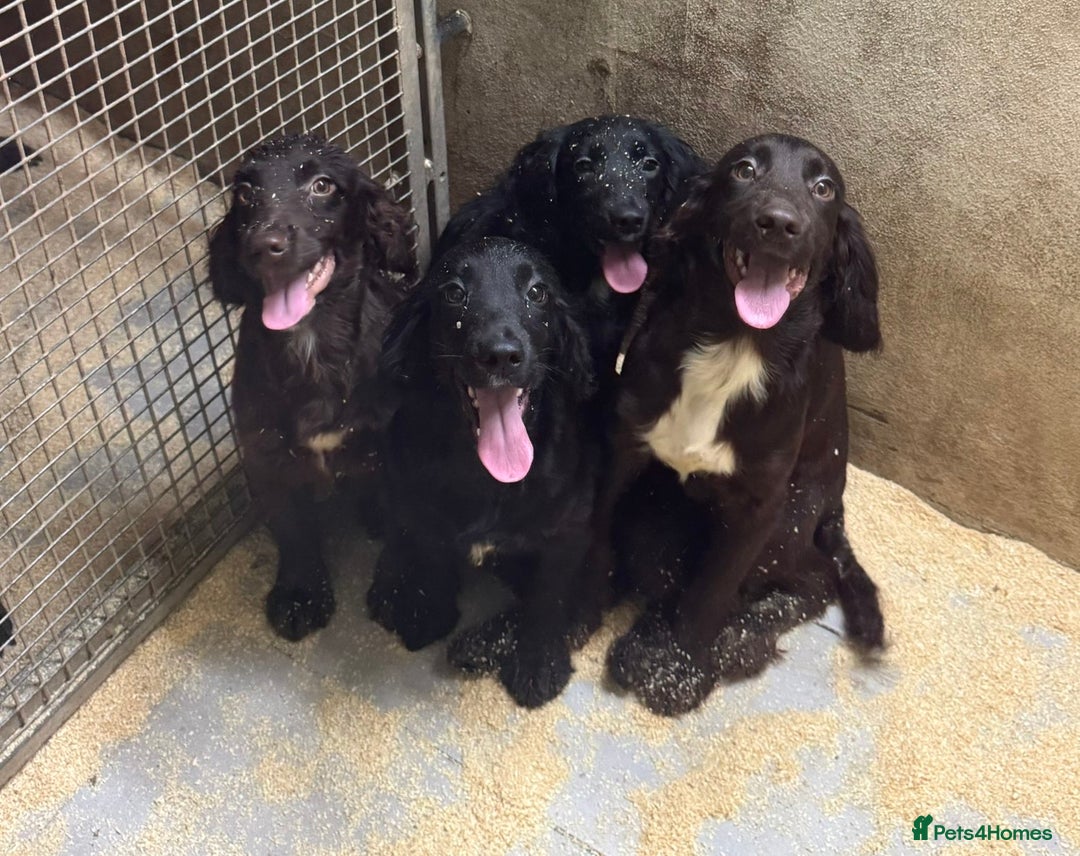 Sprocker dogs for sale: **Beautiful Sprocker Spaniel puppies ** - Image 1