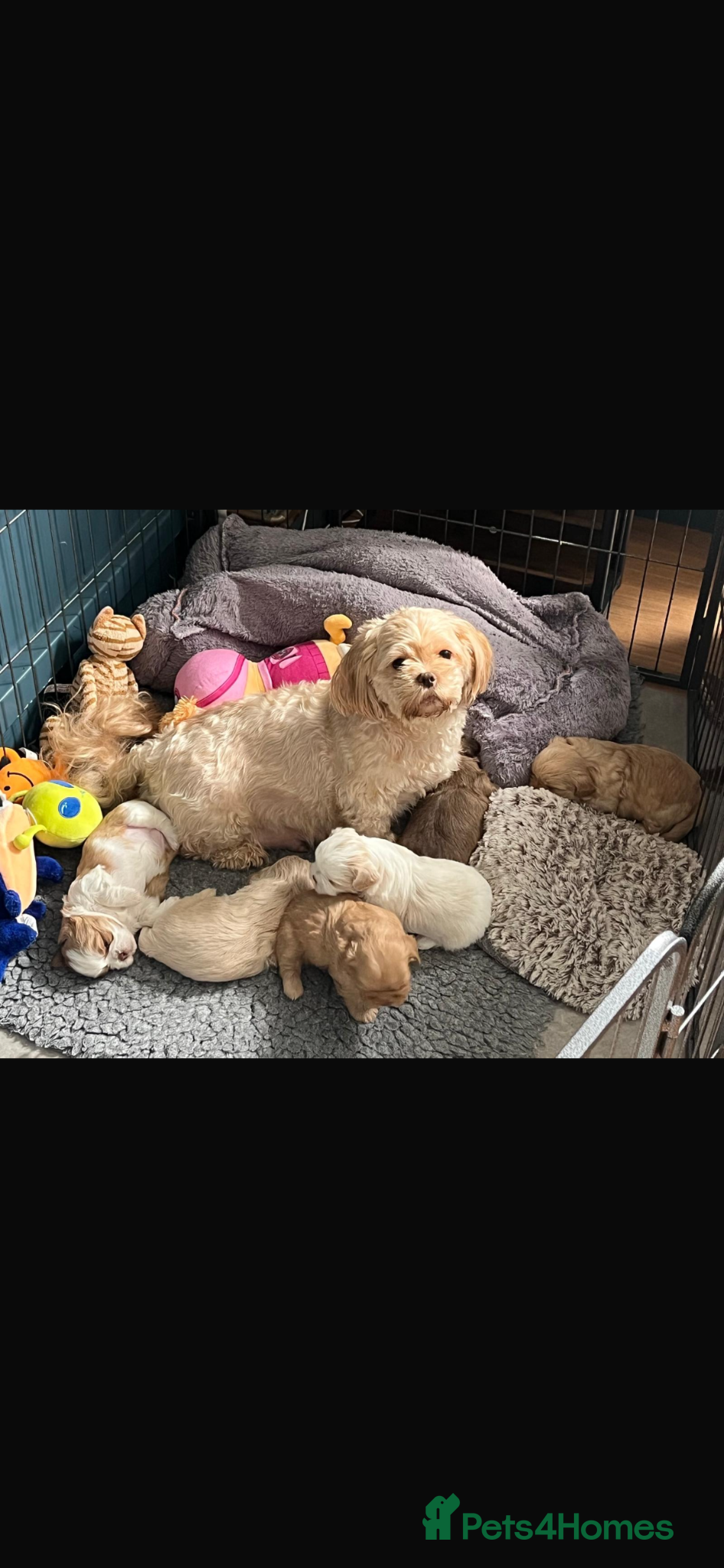 Shih Tzu dogs for sale: Gorgeous shitzu puppies in Lydney - Advert 17