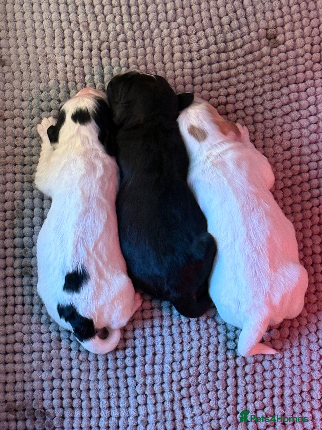 Cocker Spaniel dogs for sale: White and Black Cocker Spaniel dog Pup - Advert 8