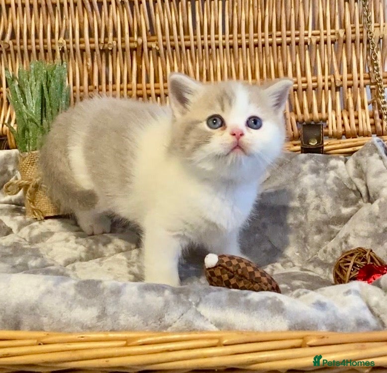 Scottish Fold cats 🧸😻CHAMPION LINE TICA ACTIVE SCOTTISH/BSH😻🧸 - Advert 1