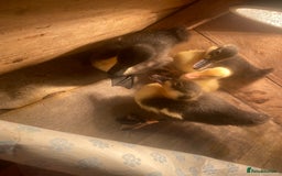 Ducks poultry for sale: Ducklings for sale  - Image 4