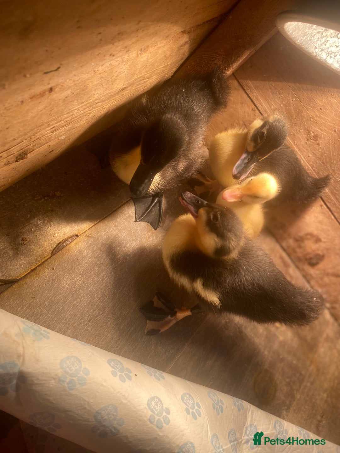 Ducks poultry for sale: Ducklings for sale  - Image 4