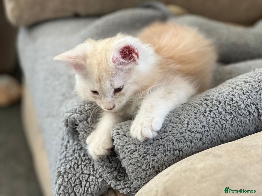 Maine Coon cats for sale: MANE COON KITTENS READY NOW - Image 3