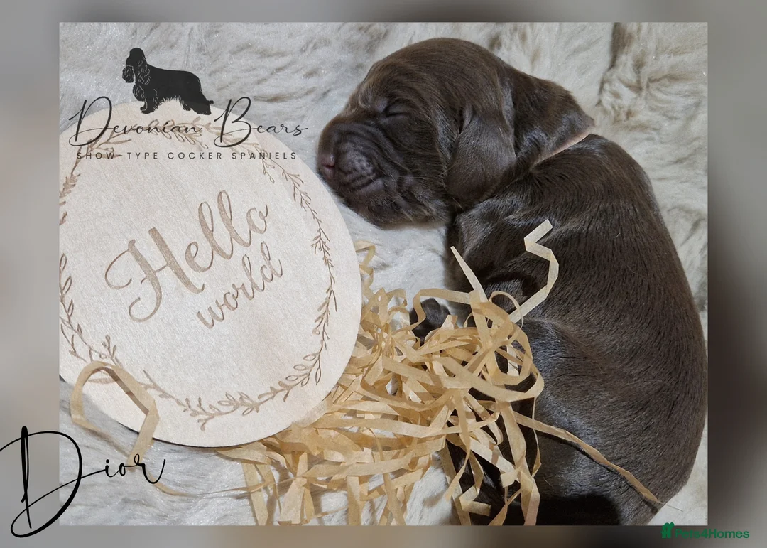 Cocker Spaniel dogs for sale: FULLY Health tested English Cocker Spaniel puppies - Advert 12