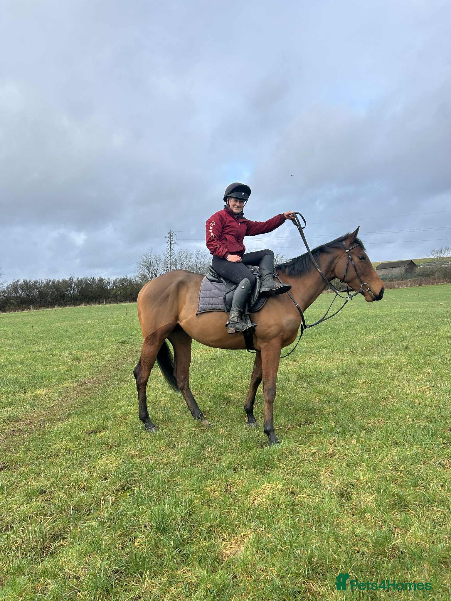 English Thoroughbred horses Bella bay 3 year old filly - Advert 13