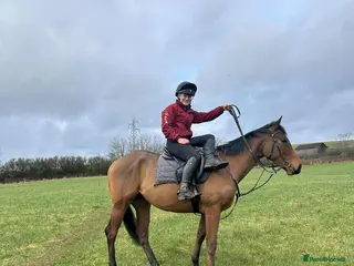 English Thoroughbred horses Bella bay 3 year old filly - Advert 13