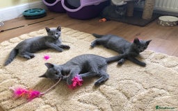 Russian Blue cats for sale: Gorgeous Russian Blue Kittens - Image 11