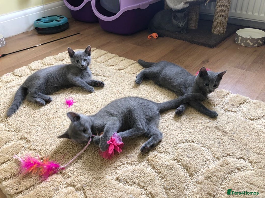 Russian Blue cats for sale: Gorgeous Russian Blue Kittens - Image 11