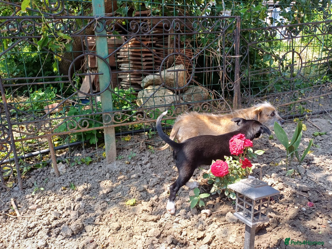 Mixed Breed dogs for adoption: Meet LUNA, a Lovely Puppy Girl - for a Loving Home - Image 3