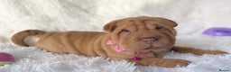 Shar Pei dogs for sale: ⭐️ Girl Shar Pei puppy For Sale ⭐️ - Advert 7