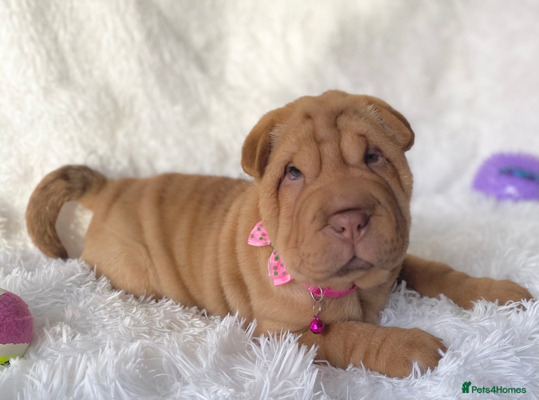 Shar Pei dogs for sale: ⭐️ Girl Shar Pei puppy For Sale ⭐️ - Advert 7