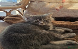 Mixed Breed cats for sale: Beautiful kittens for sale - Advert 8