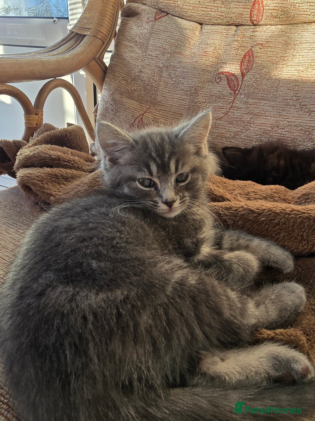 Mixed Breed cats for sale: Beautiful kittens for sale - Advert 8