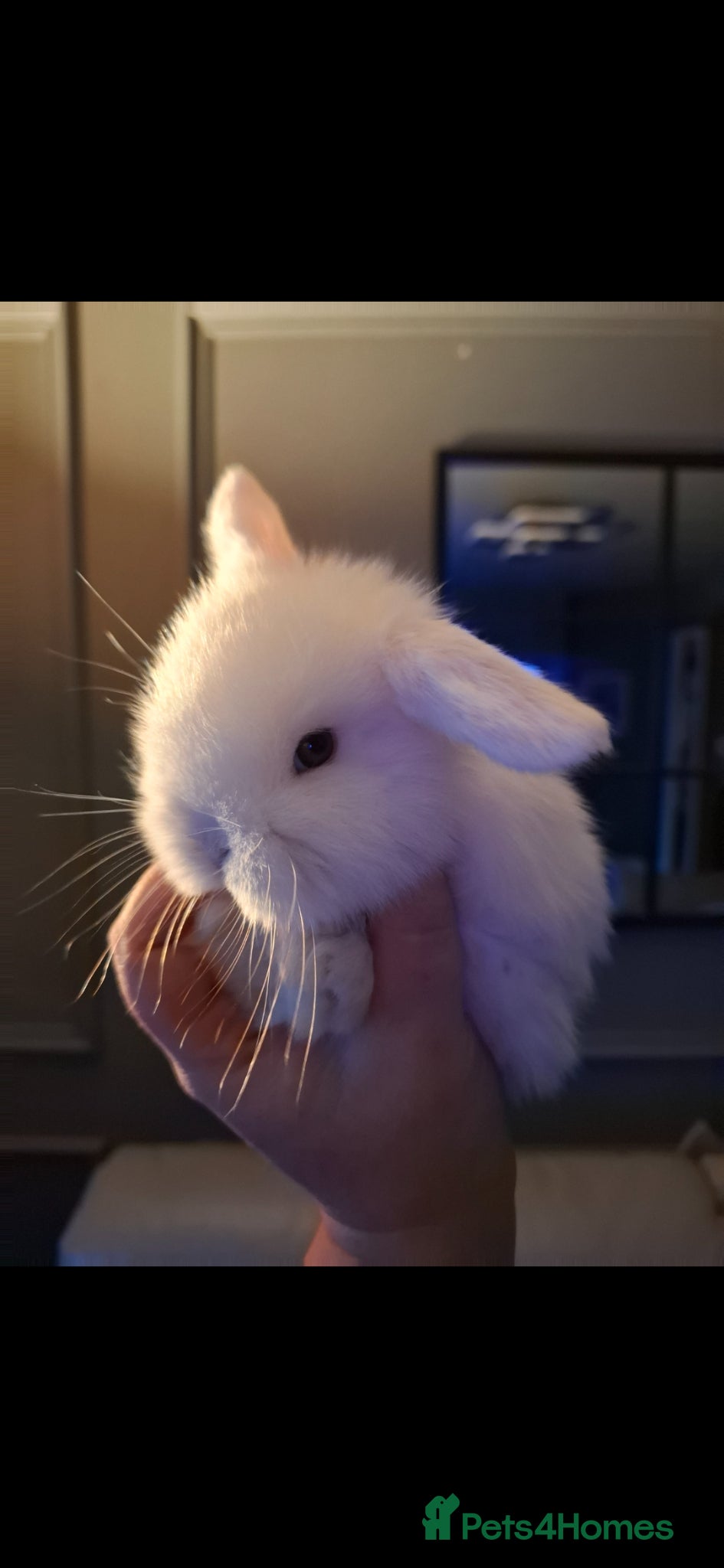 Mini Lop rabbits Mini lop baby rabbits - Advert 16
