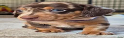 Miniature Dachshund dogs for sale: 4 x Beautiful miniature dachshunds  in Faringdon - Advert 9