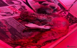 Miniature Schnauzer dogs for sale: Beautiful chocolate miniature schnauzer puppy  - Advert 1