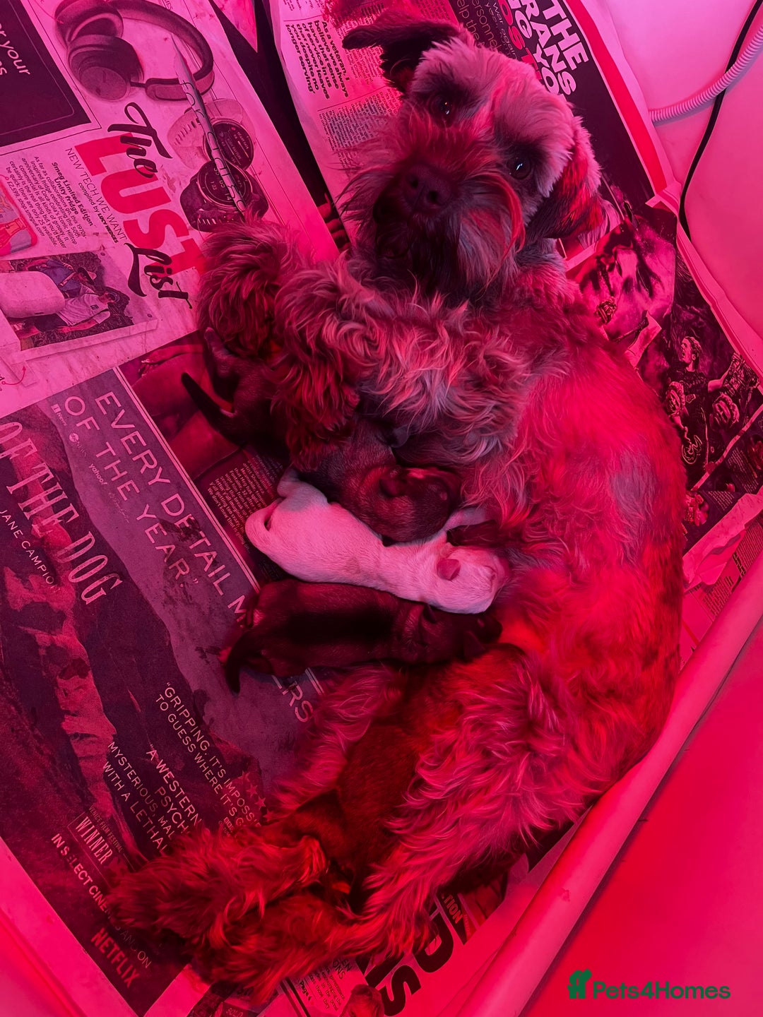 Miniature Schnauzer dogs for sale: Beautiful chocolate miniature schnauzer puppy  - Advert 1