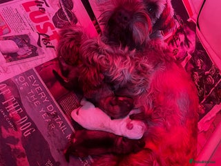 Miniature Schnauzer dogs Beautiful chocolate miniature schnauzer puppy - Advert 1