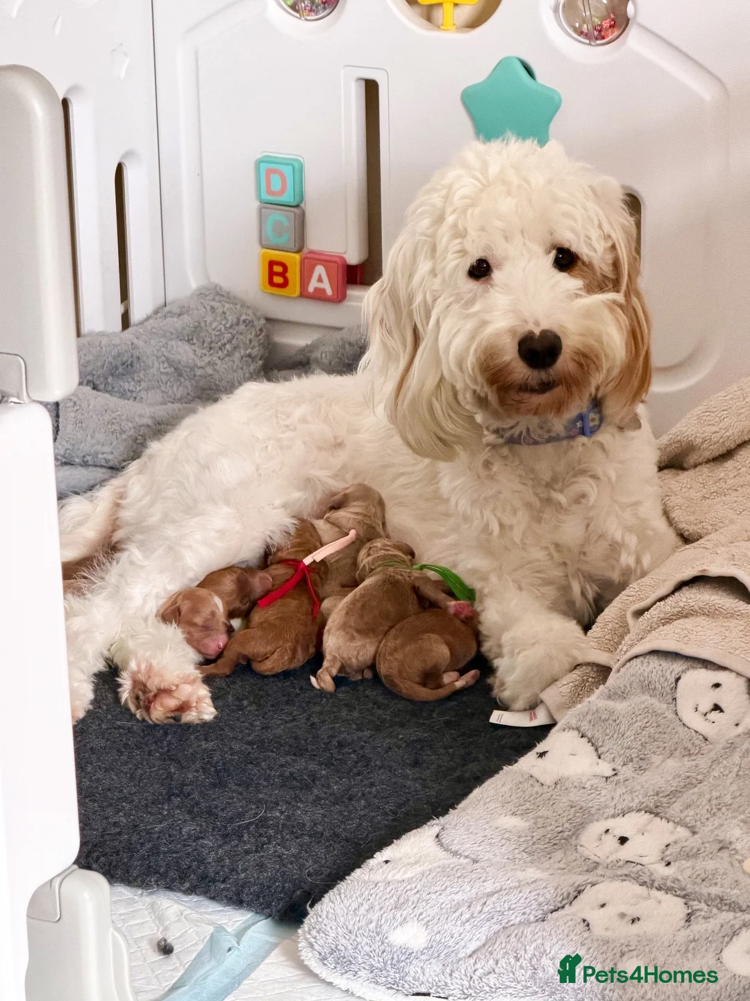 Cockapoo dogs for sale: 6x Toy Cockapoo Pups  - Advert 27
