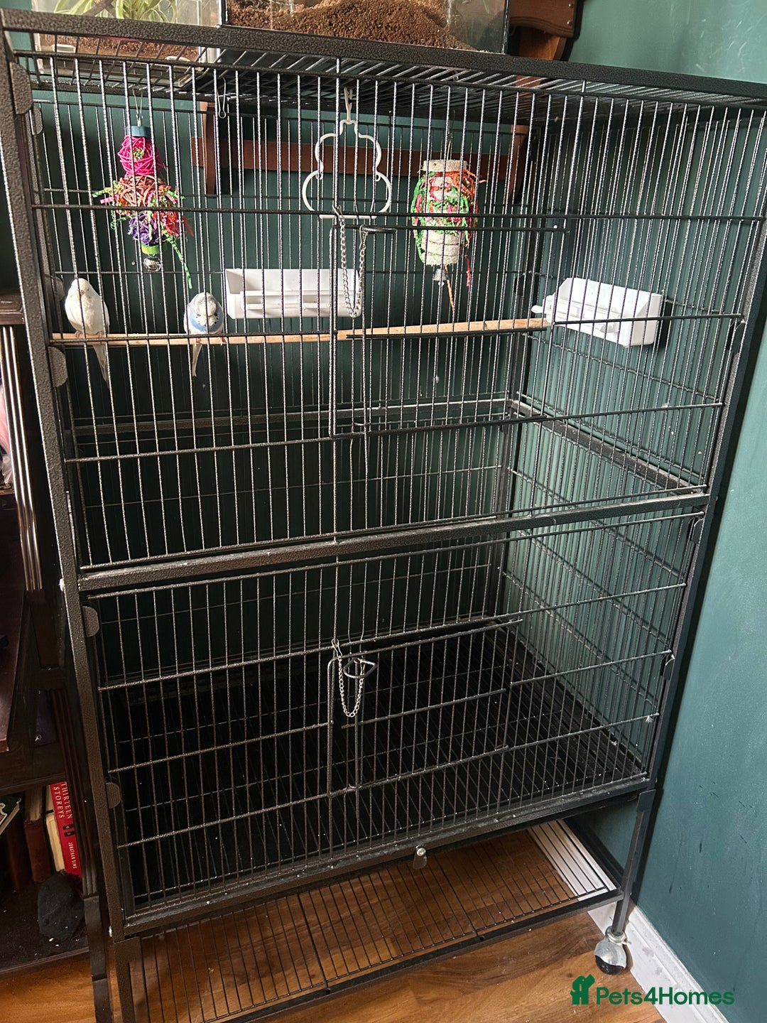 Budgerigars birds for sale: Budgies - Advert 3