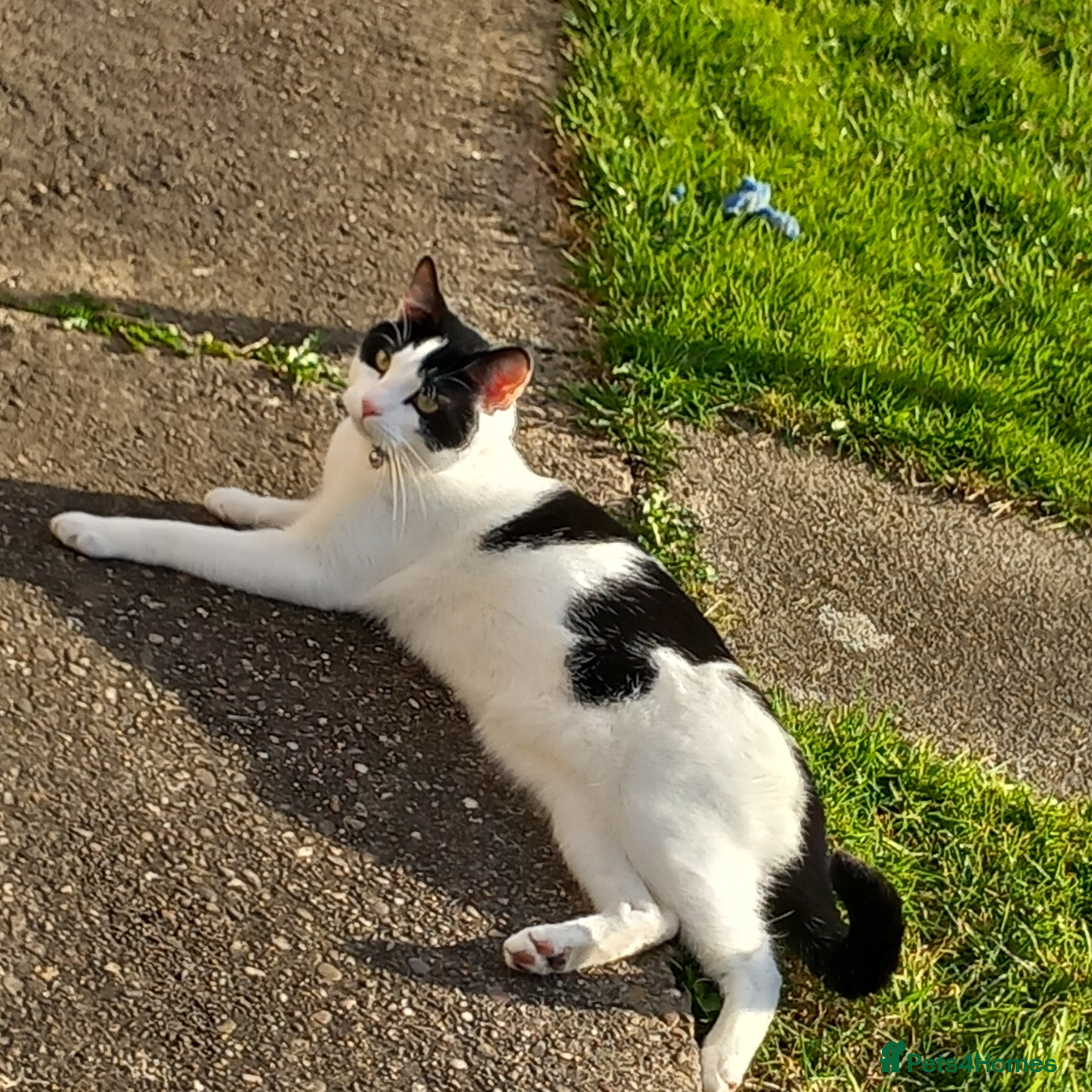 Domestic Shorthair cats Neutered Male Cat - Advert 1