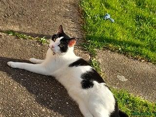 Domestic Shorthair cats - Advert 3