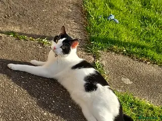 Domestic Shorthair cats Neutered Male Cat - Advert 1