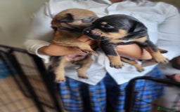 Mixed Breed dogs for sale: Beautiful Ridgeback Staffy x Rottweiler Puppies - Image 11
