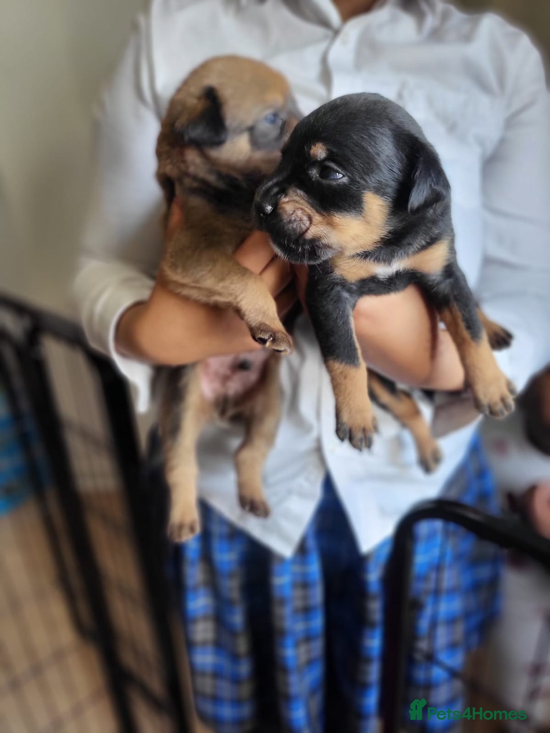 Mixed Breed dogs for sale: Beautiful Ridgeback Staffy x Rottweiler Puppies - Image 11
