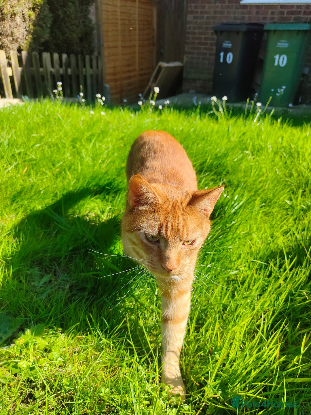 American Shorthair cats for sale: Ginger cat to be rehomed - Image 4