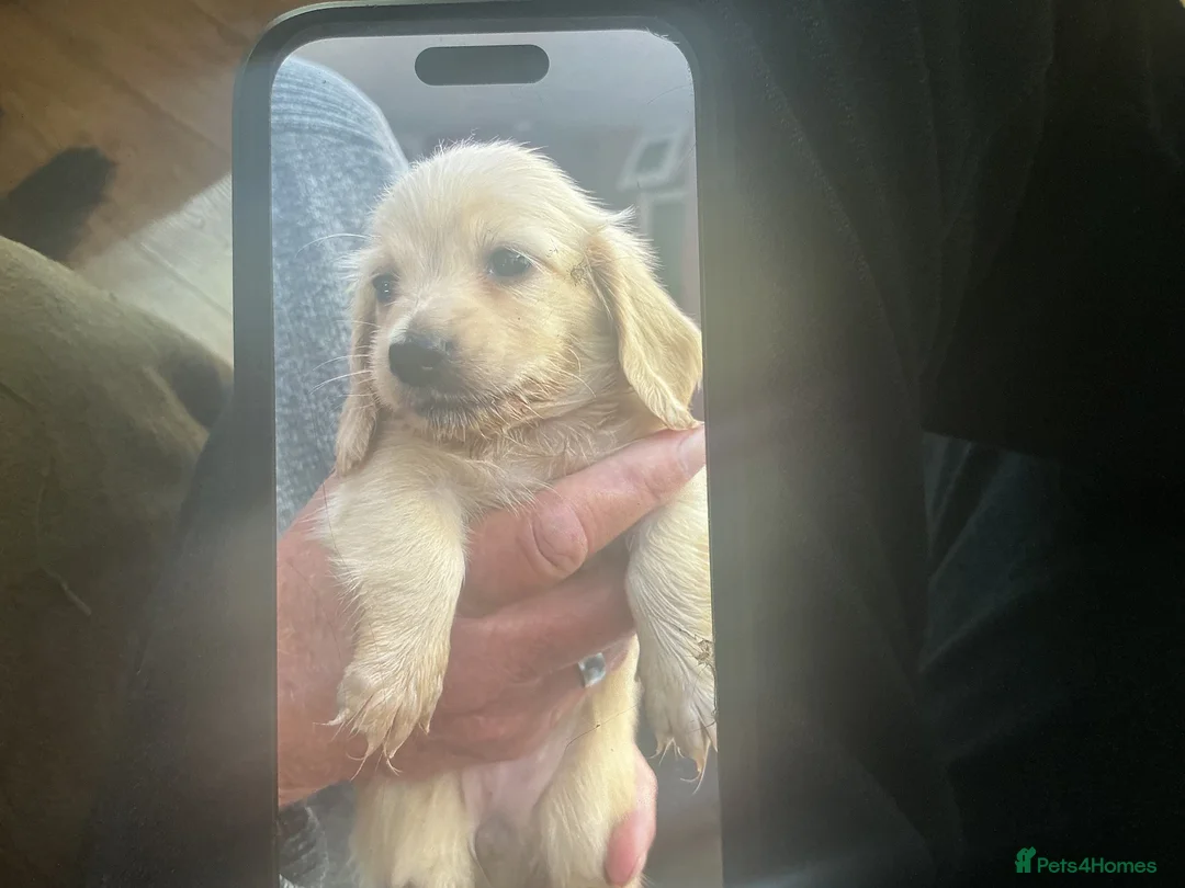 Dachshund dogs for sale: Pale cream puppy’s miniture long haired - Advert 2